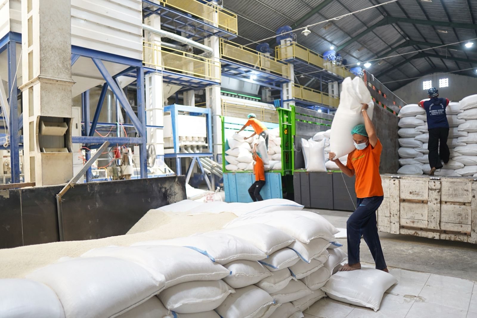 Pengolahan Padi Pasca Panen yang Tepat: Meningkatkan Kualitas Beras untuk Pasar Global